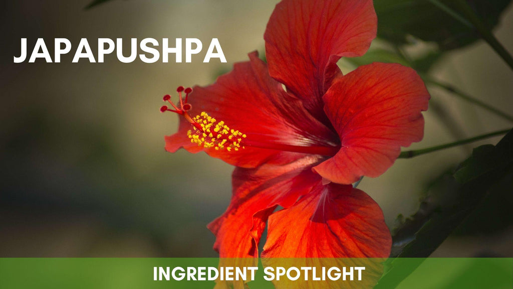 Japapushpa or Hibiscus