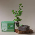 Earthy Sapo Mint Freshness Bathing Soap enriched with mint for a cooling and refreshing bath